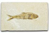 Bargain, Fossil Fish (Knightia) - Wyoming #345473-1